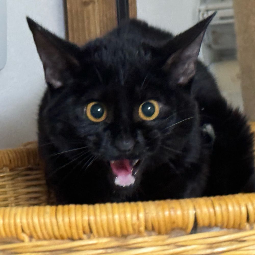 テツ