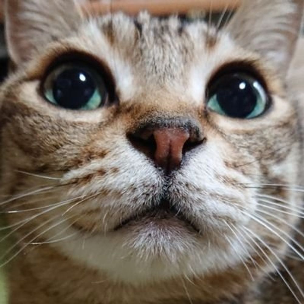 ショウ