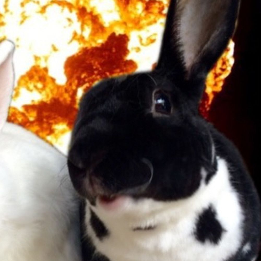 Dissident Rabbit
