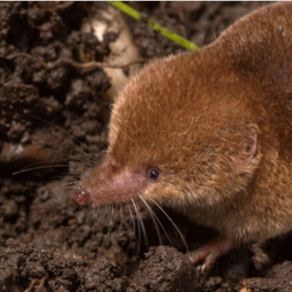 talentedshrew