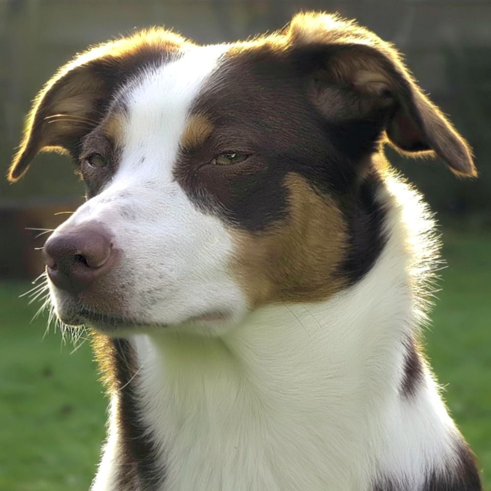 🕺AMY´S NOSE 🐕
