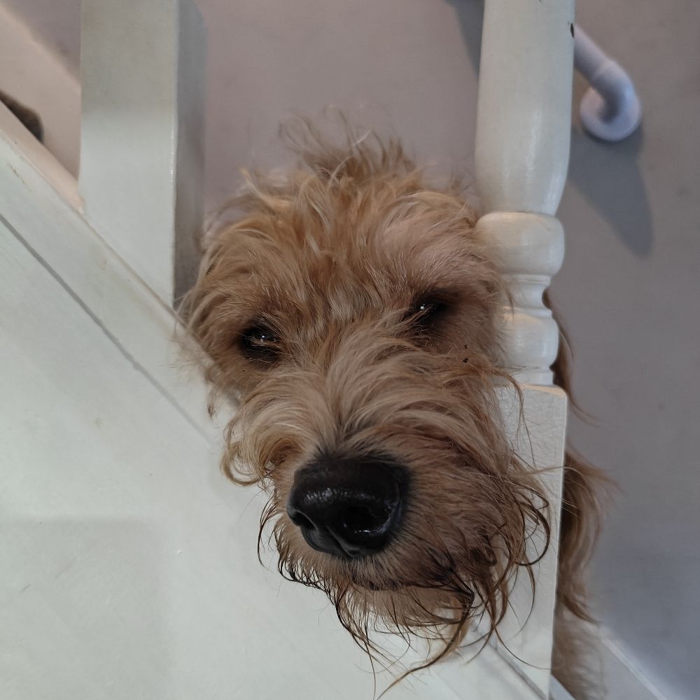 Frankietee