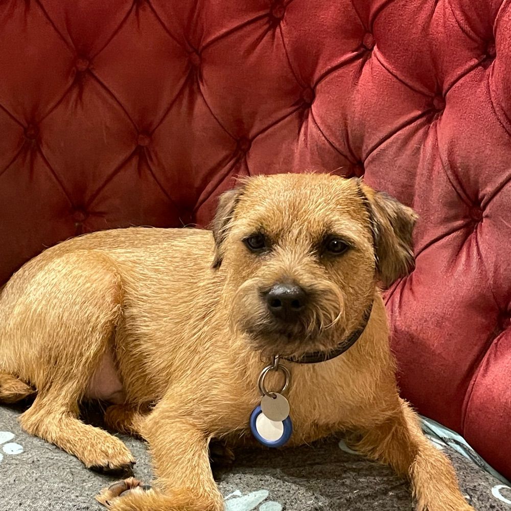 Harry the Border