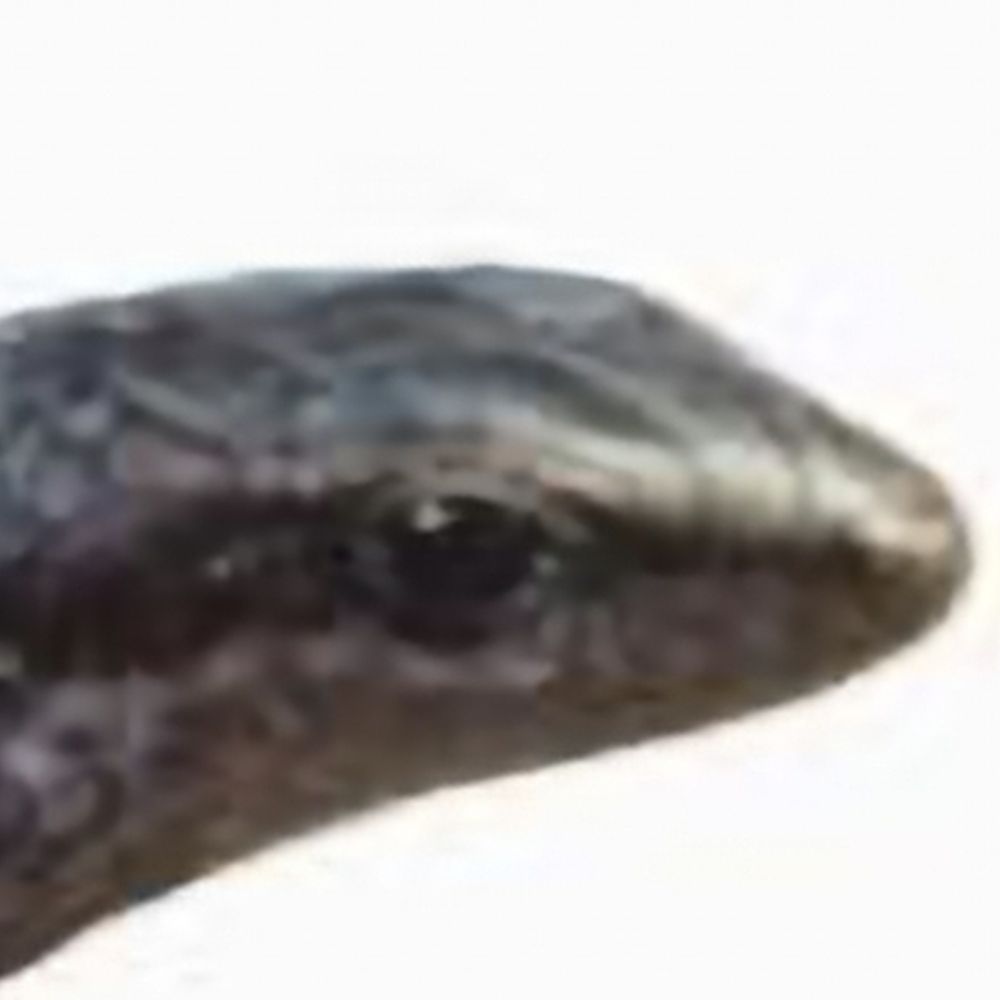 Skink Lizard
