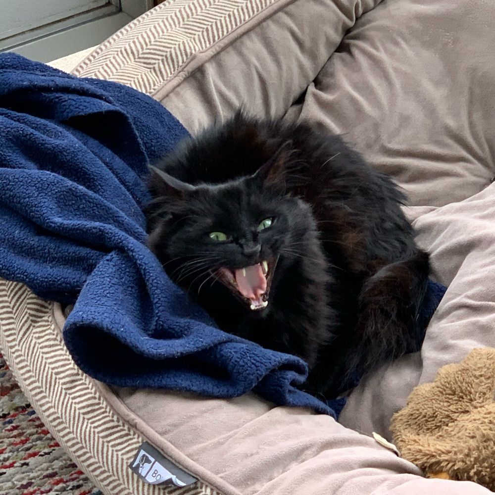 Blake