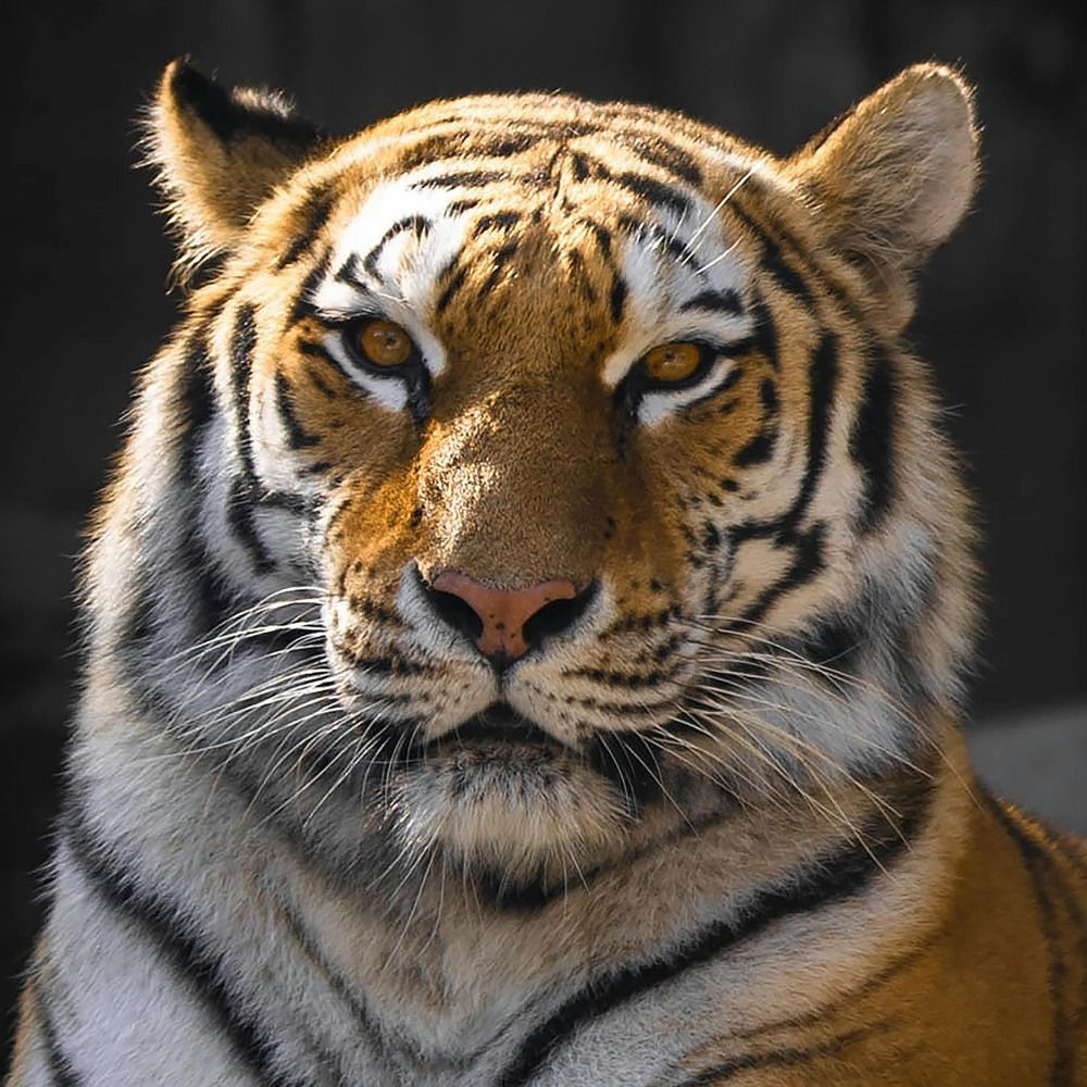 Tigercat