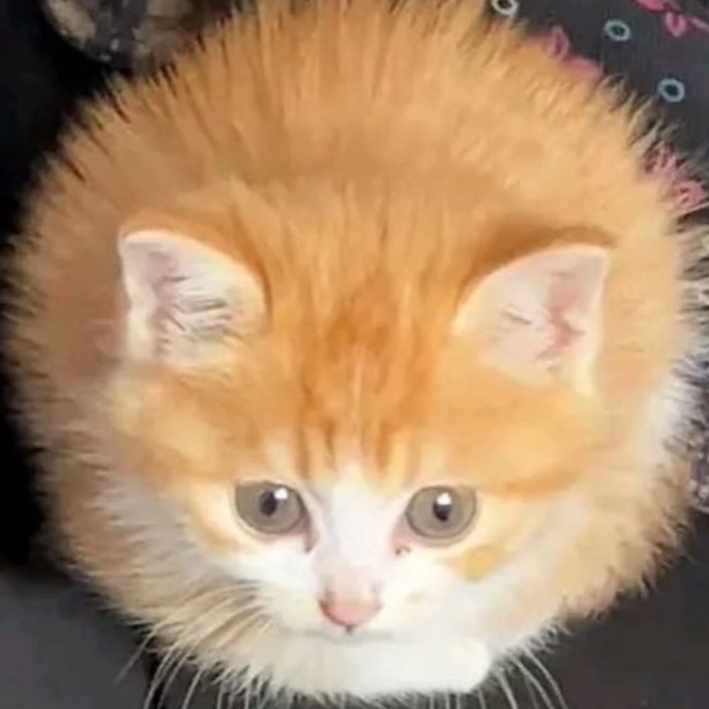 북