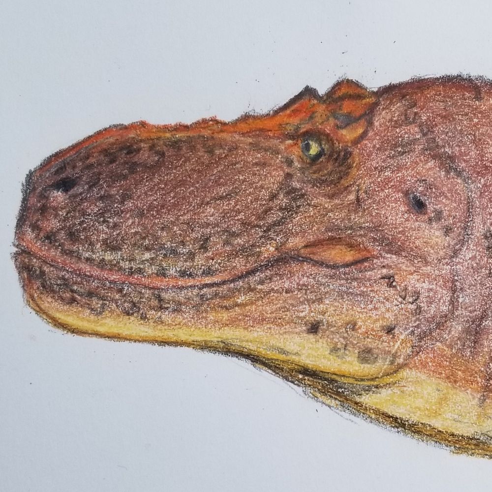 M. rex