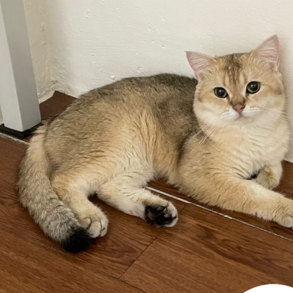 miaw🐱
