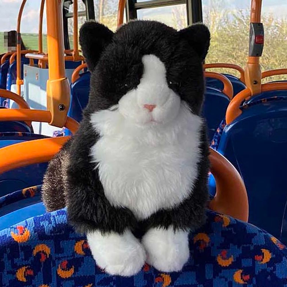 Top Deck Cat