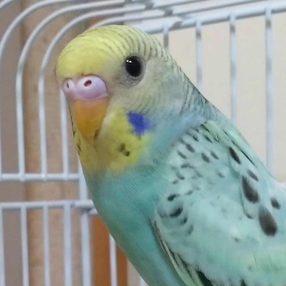 ぴぃちぃ🐦️