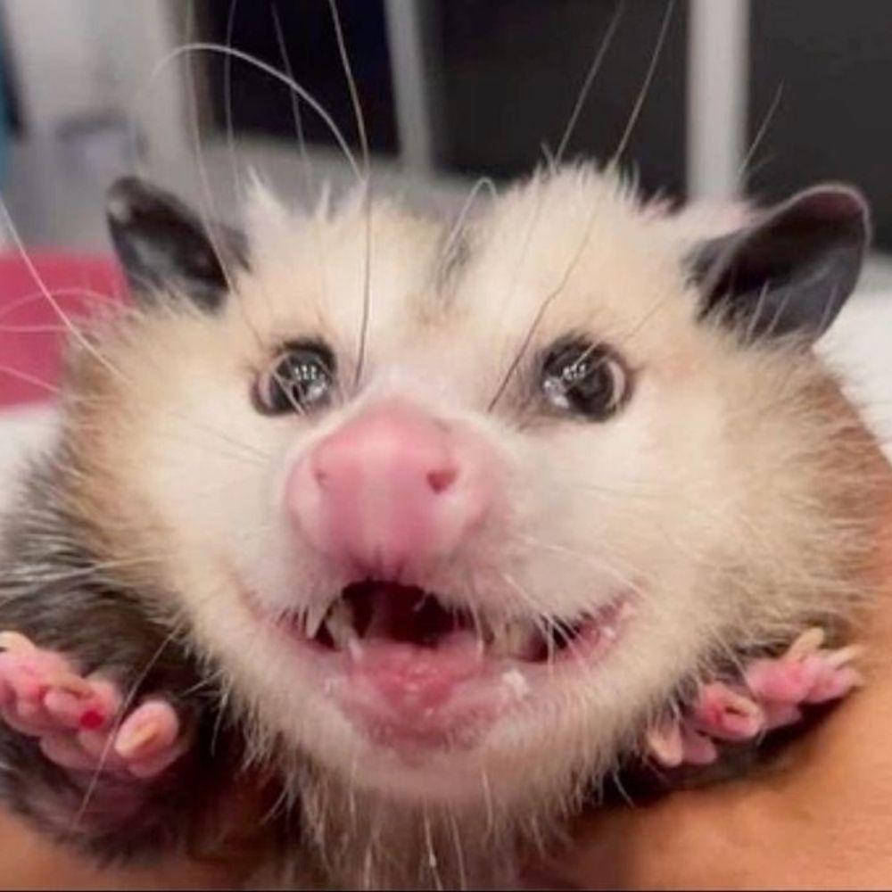 ☆ Gob ☆