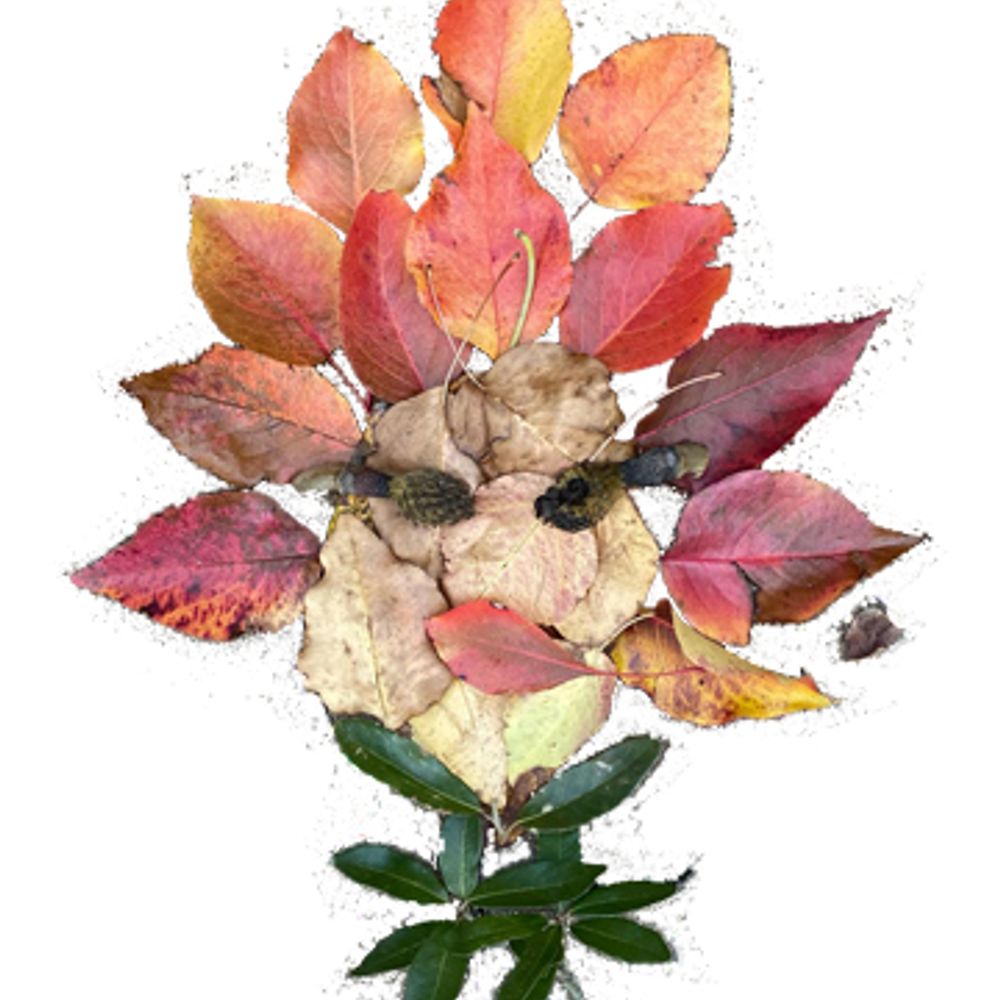 Anna Brindley 