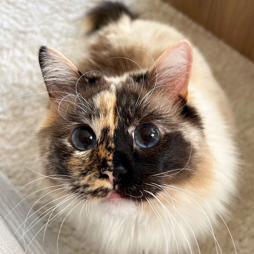 Bella