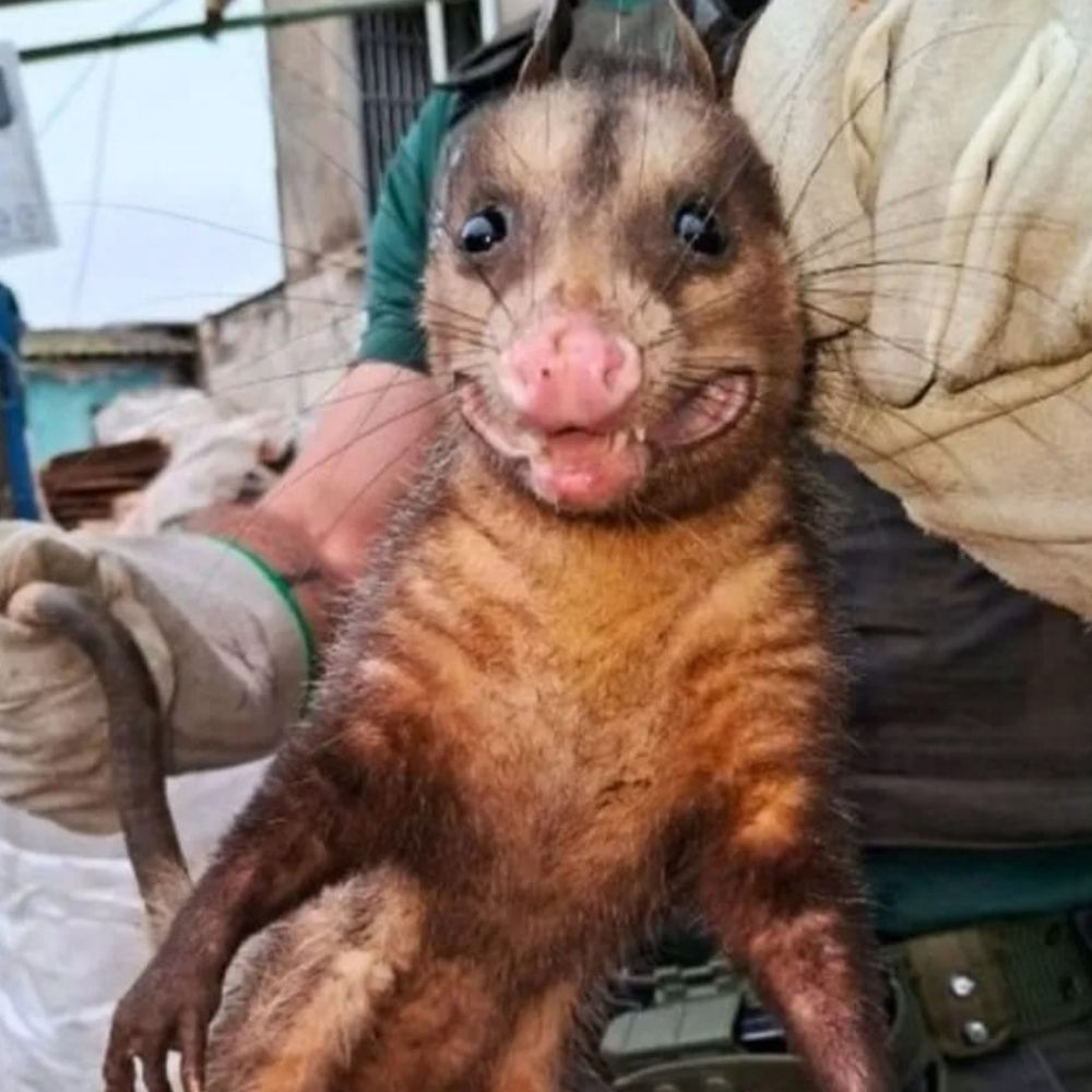 uma mucura