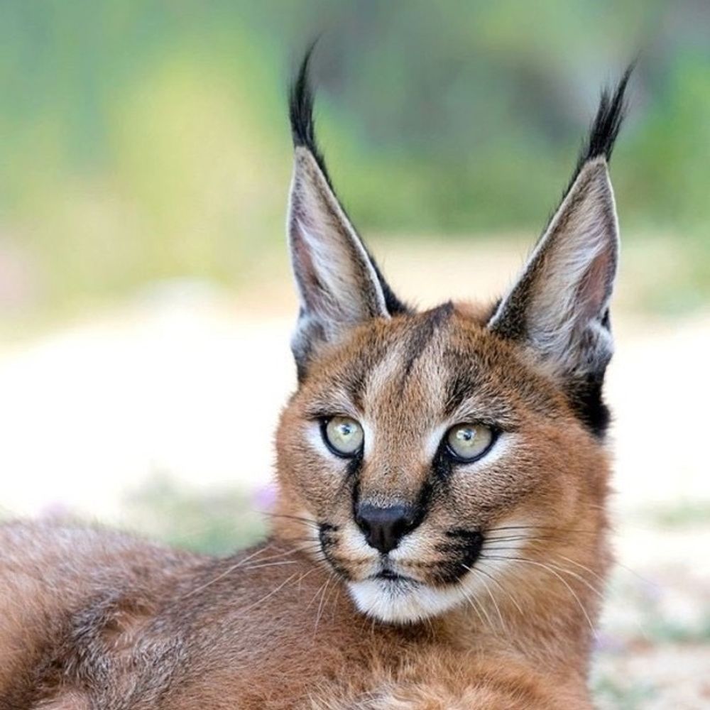 Caracal
