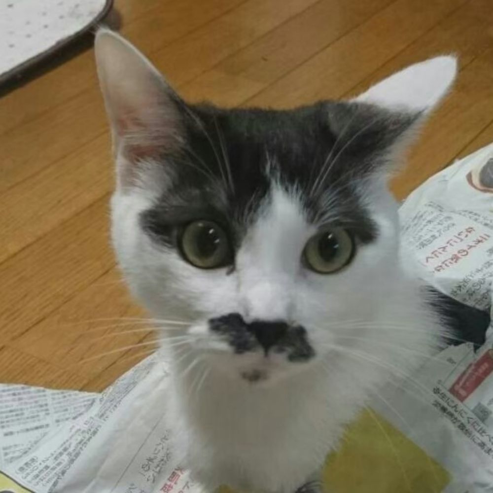 うさぎ