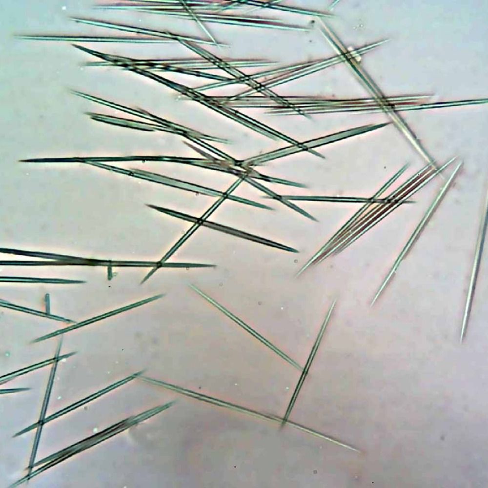 monopterusalbus