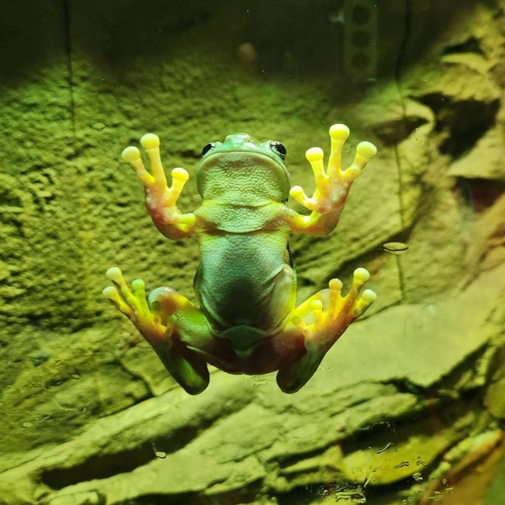 Bobs 🐸