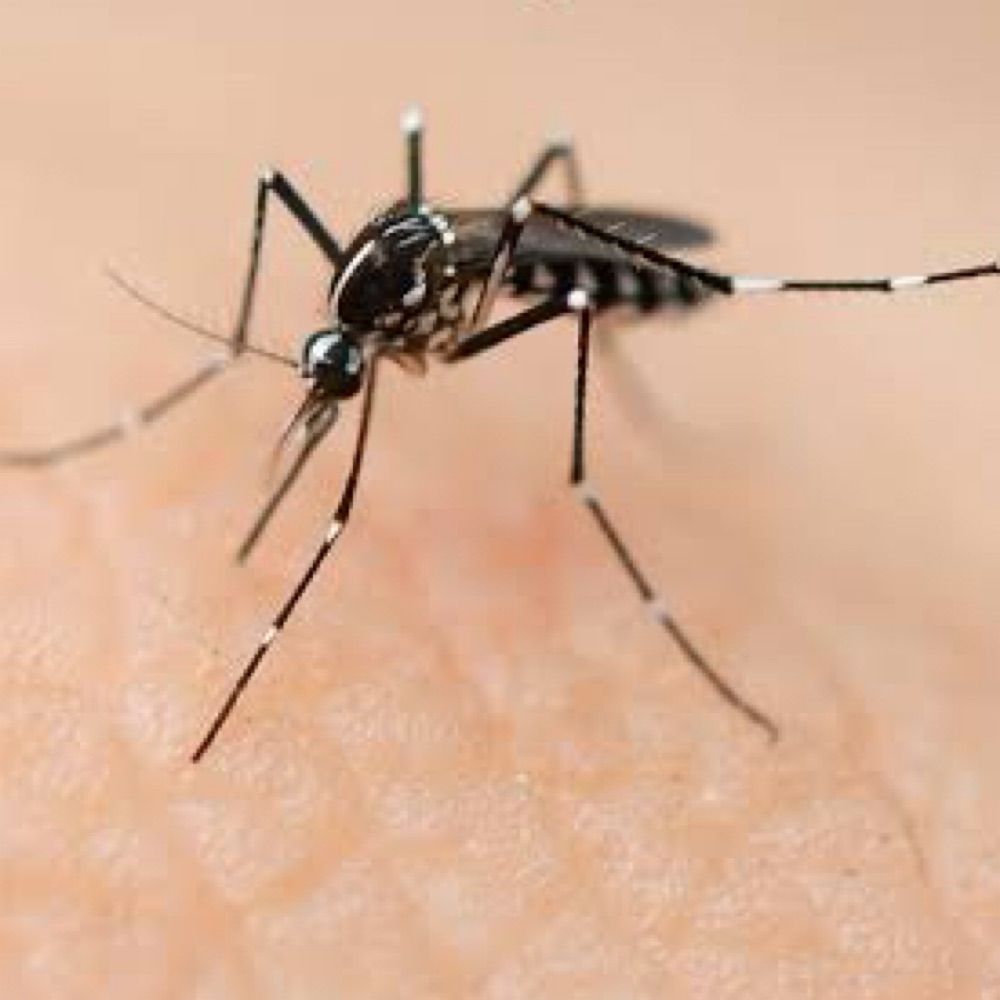 Dengue