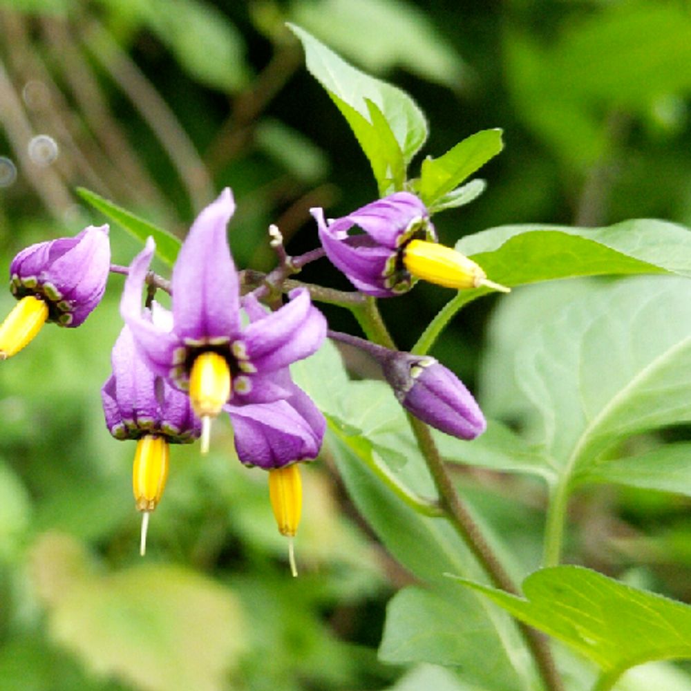 Solanum dulcamara 🏳️‍⚧️