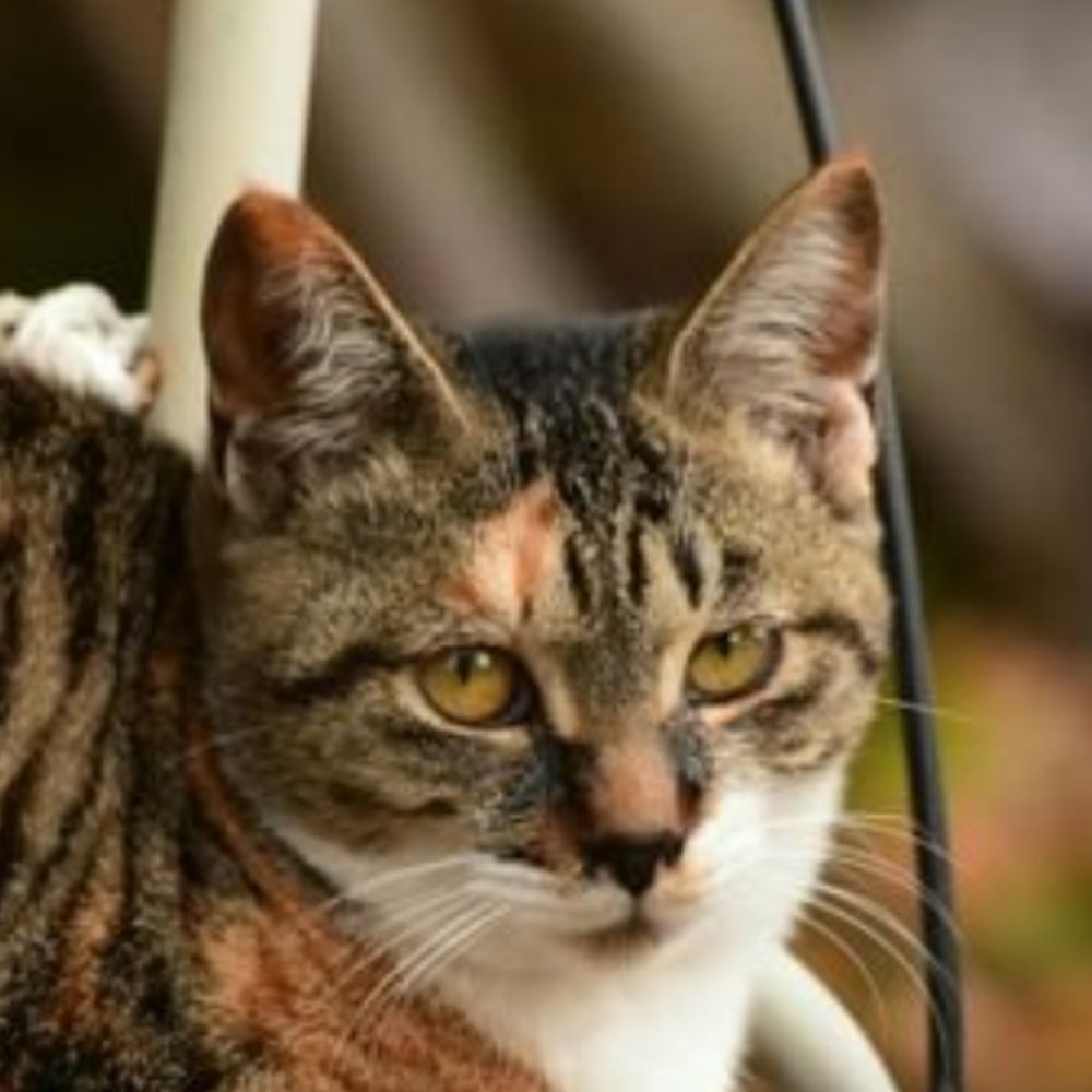 三毛猫