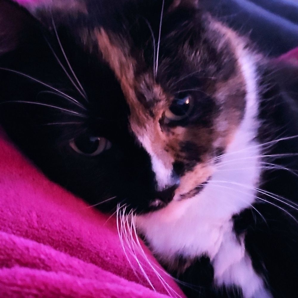 Dina