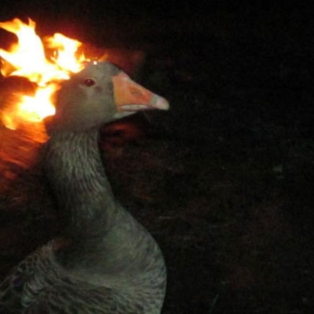 What's Quackin?