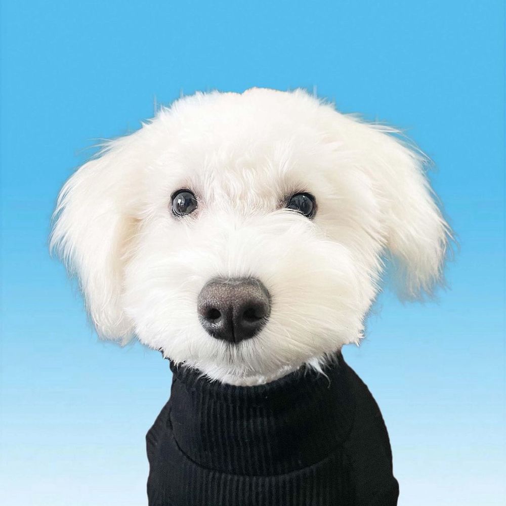しびれ（ホルモン犬）