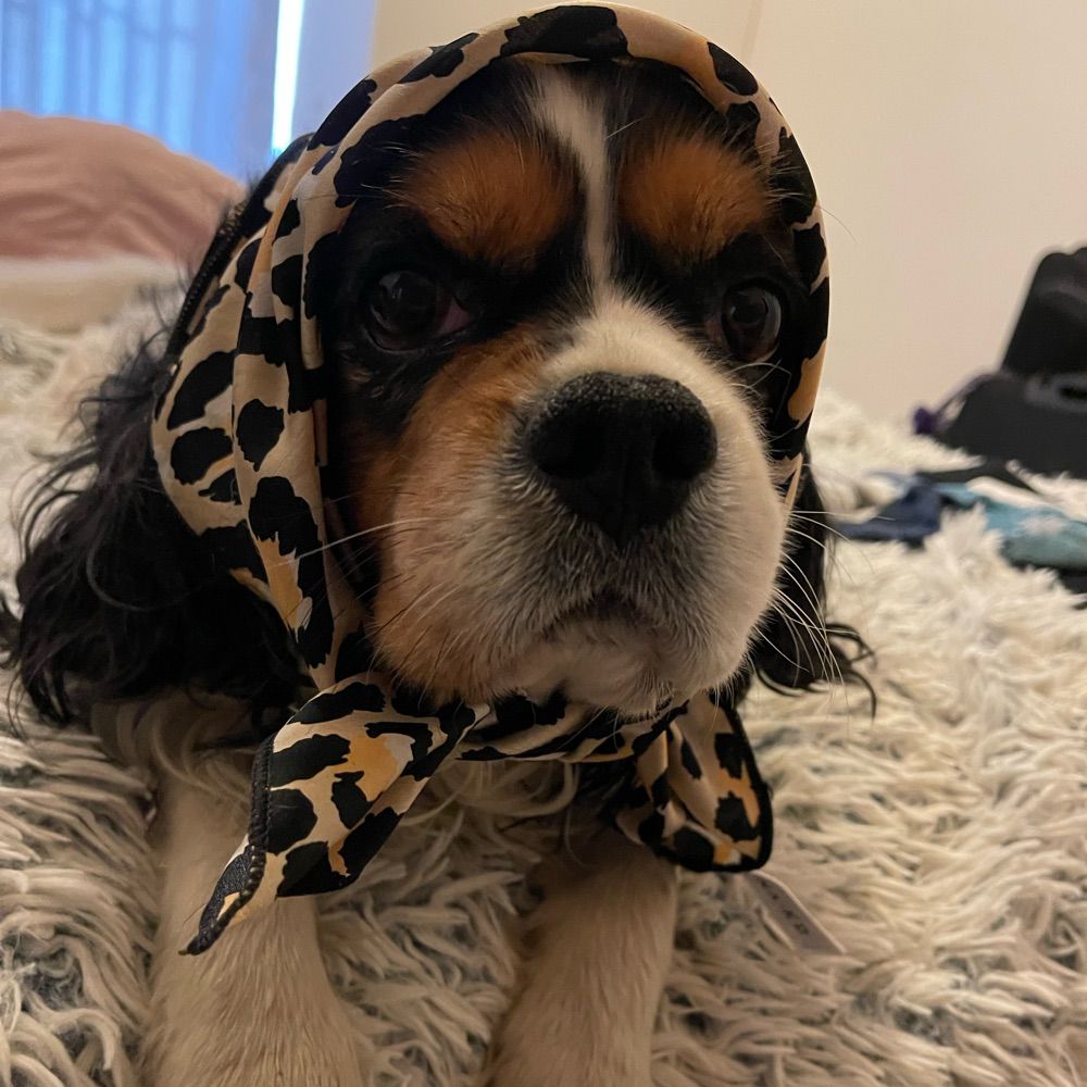 Bububu