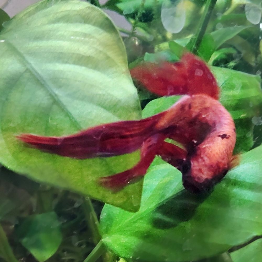 🐟