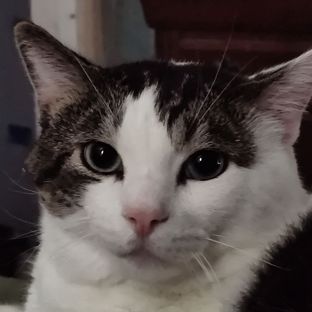 Maven⁷🐈🦇
