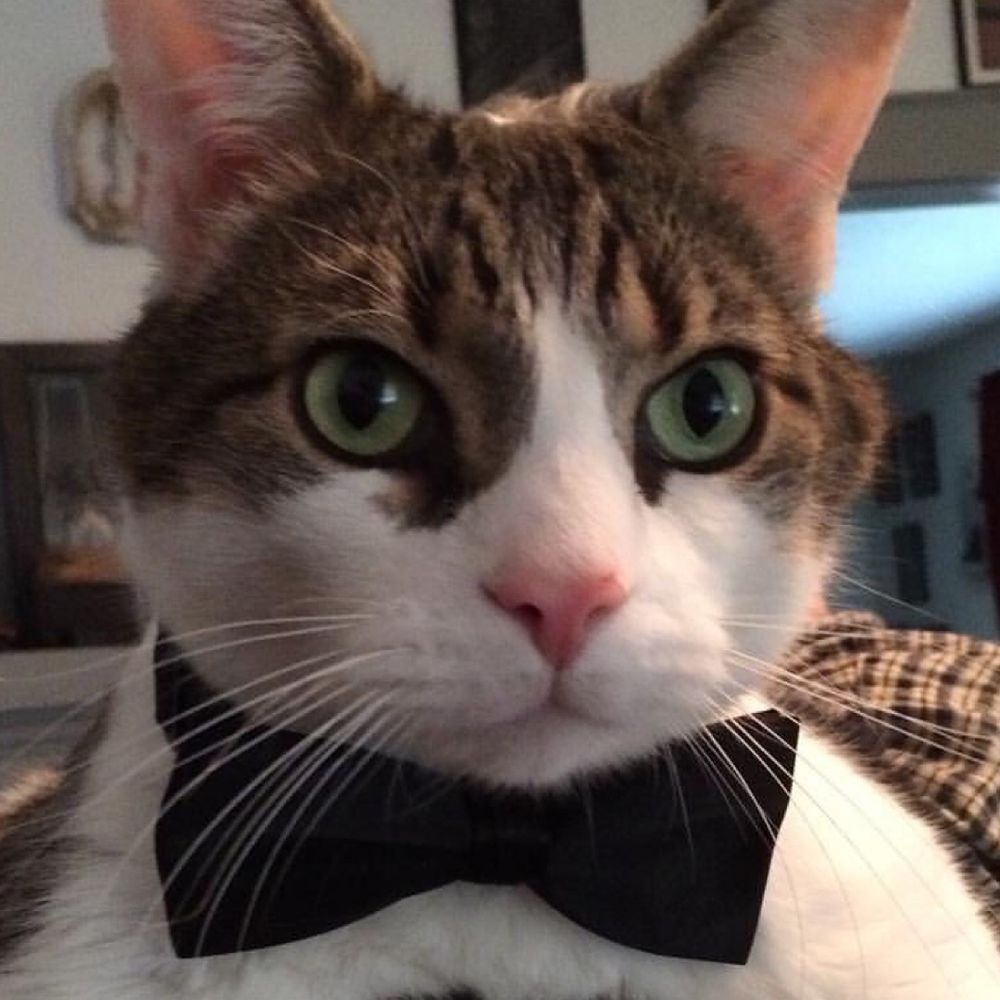 Boris Kitty