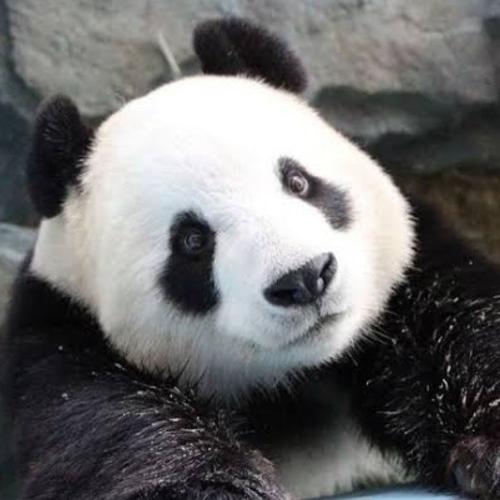 panda oomf 🐼