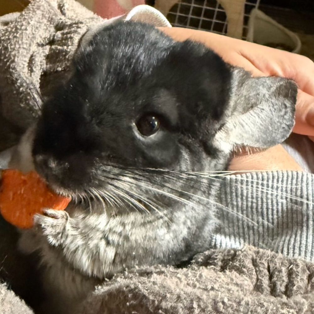 ふく