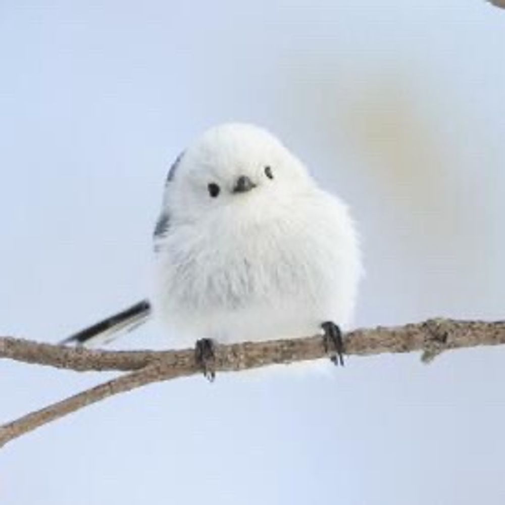 クロエナガ