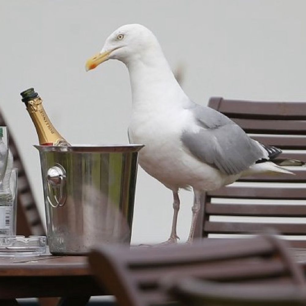 Herring gull