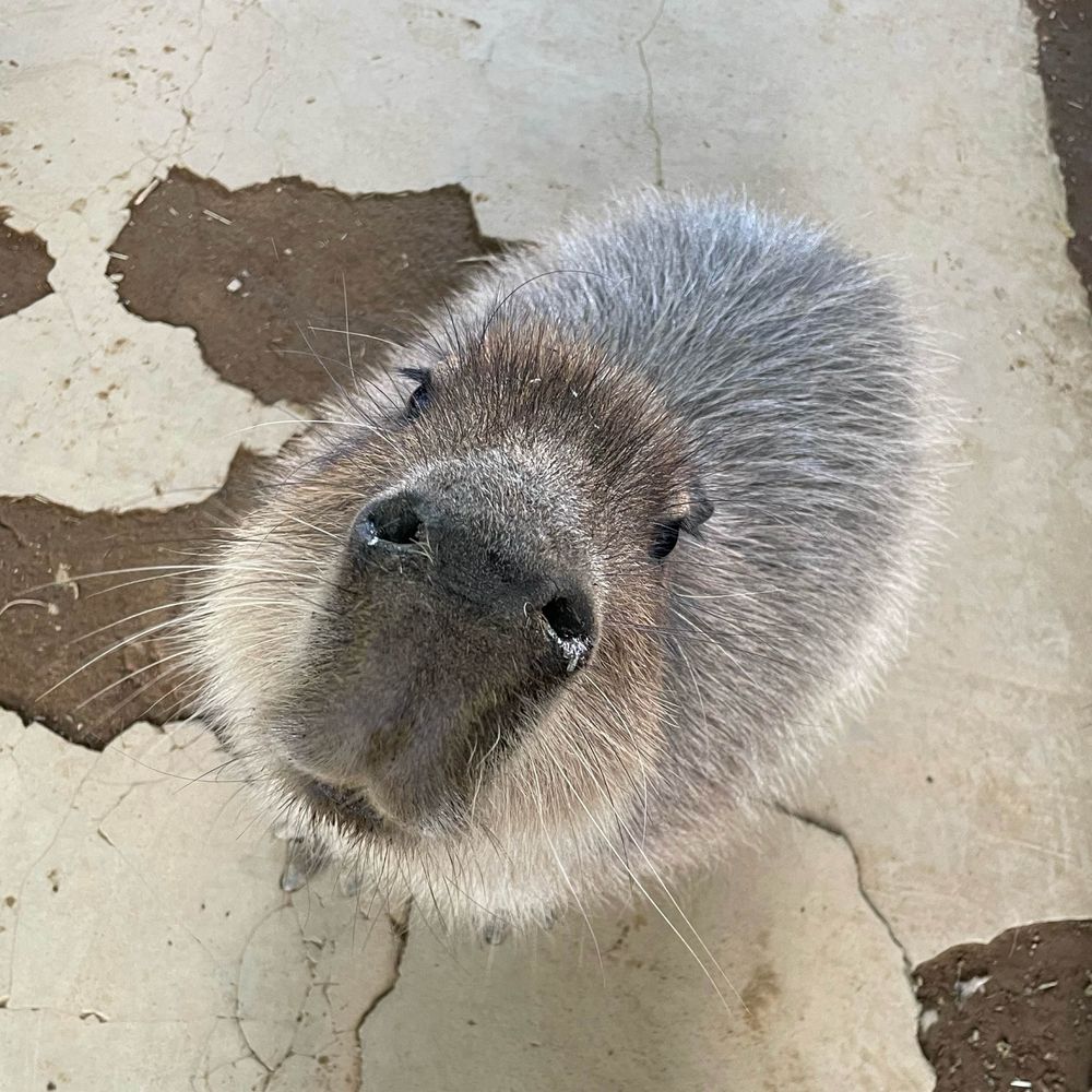 ぺろりん