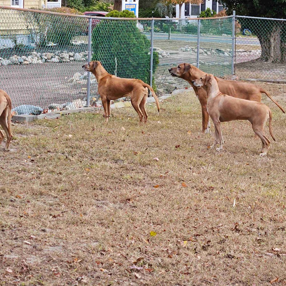 Mystic Isle Ridgebacks