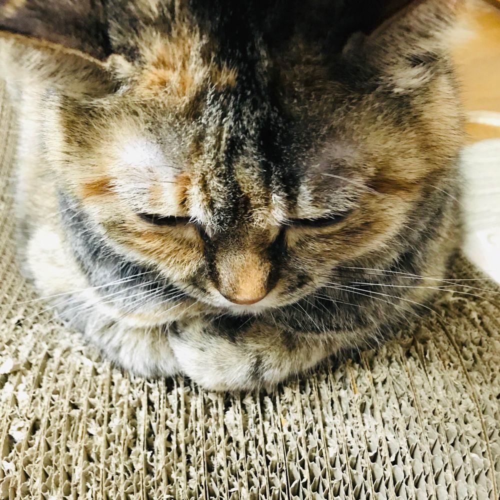 23時に寝るハル
