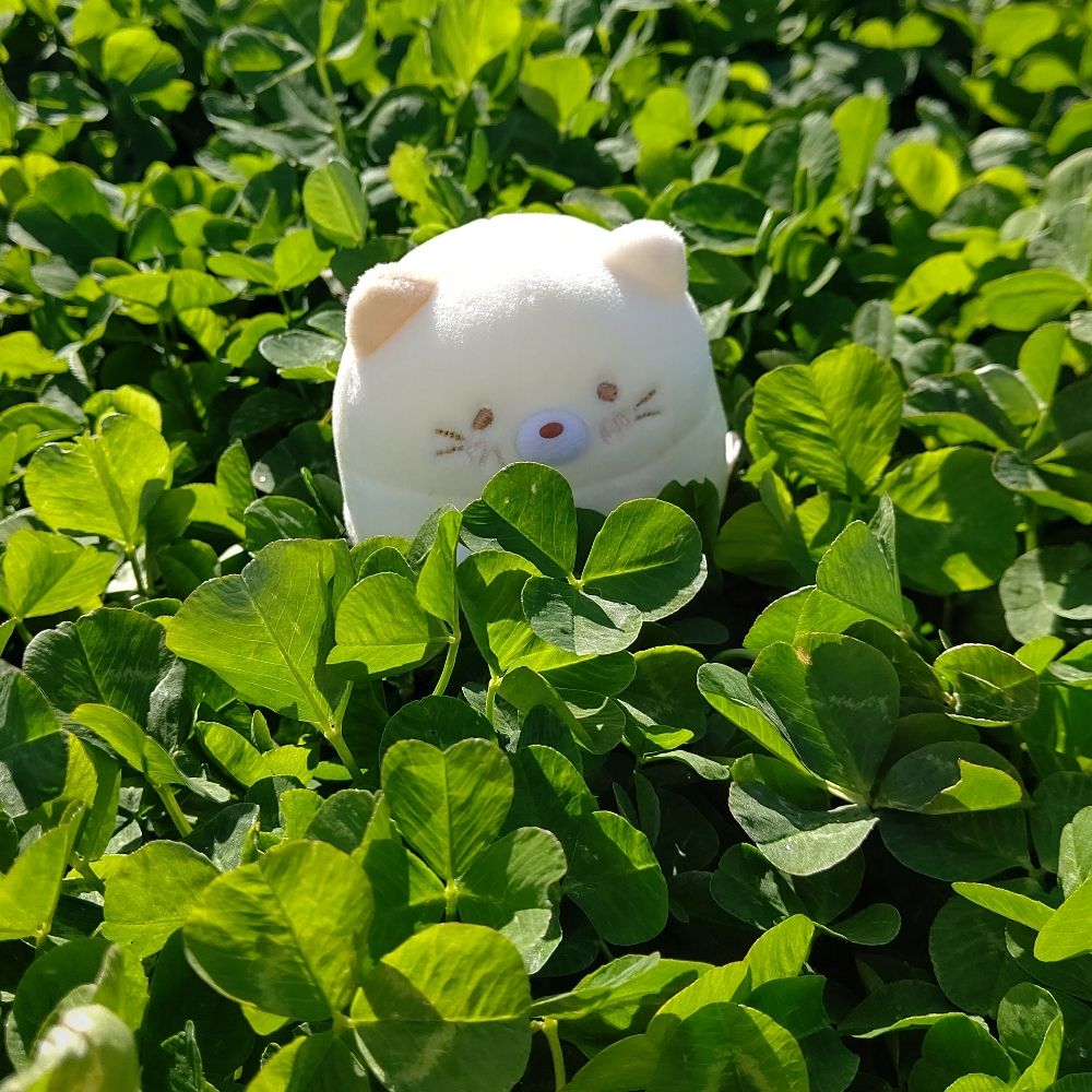 しらす
