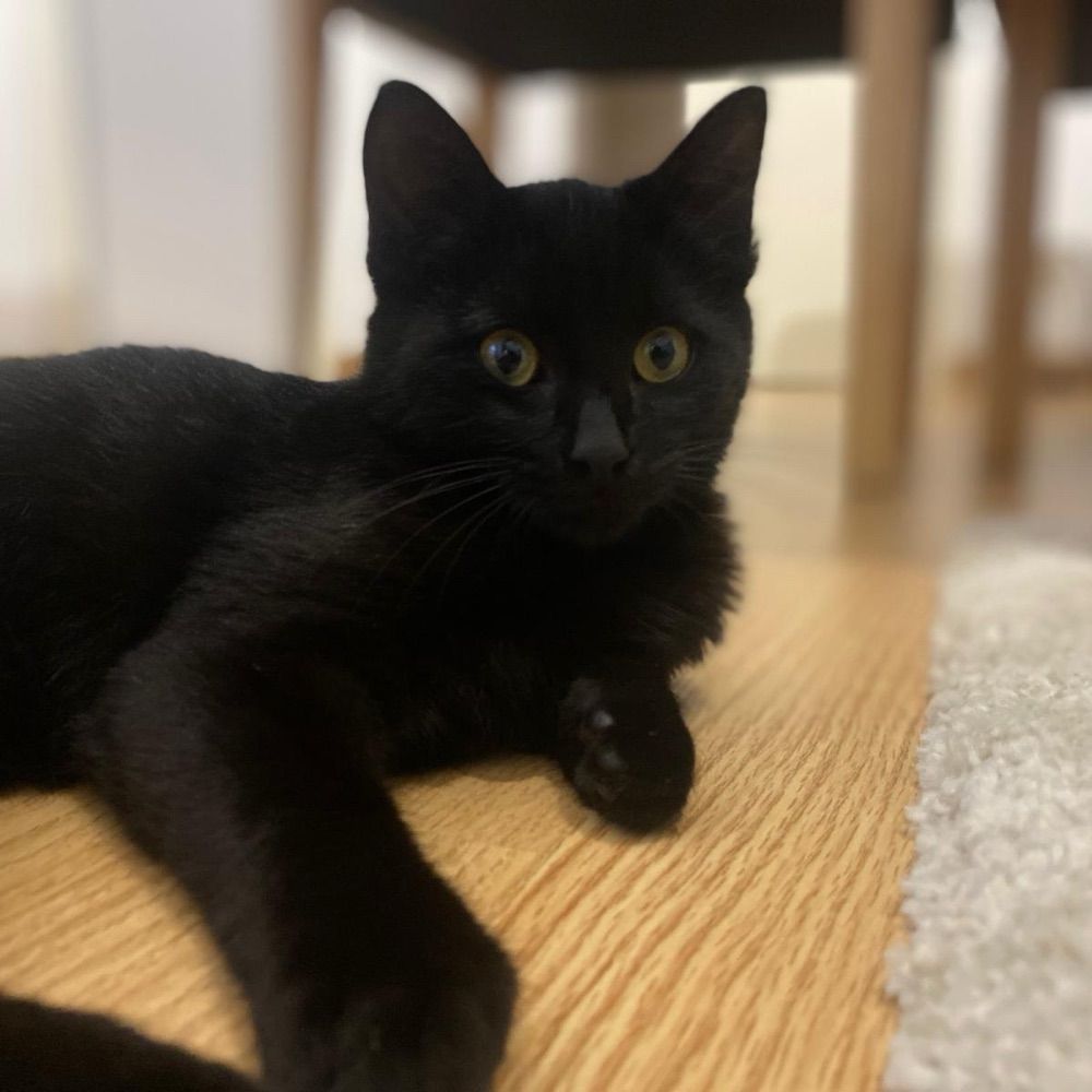 The black cat