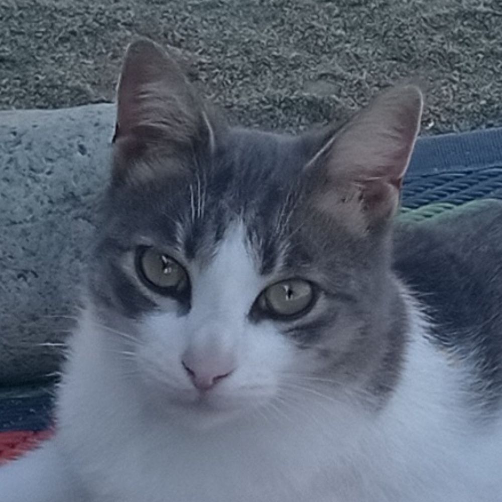 Felix Sonnenschein