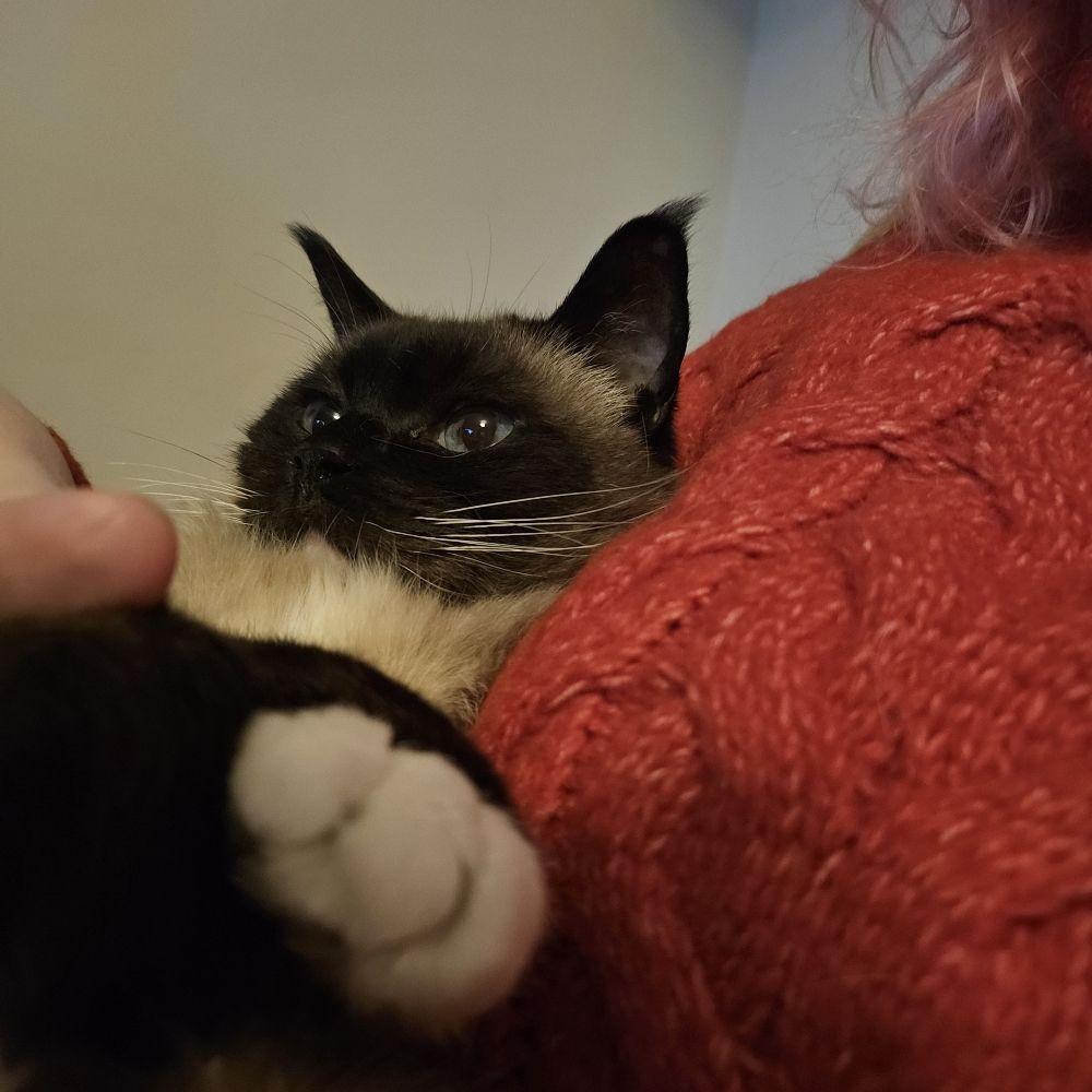 Sammy