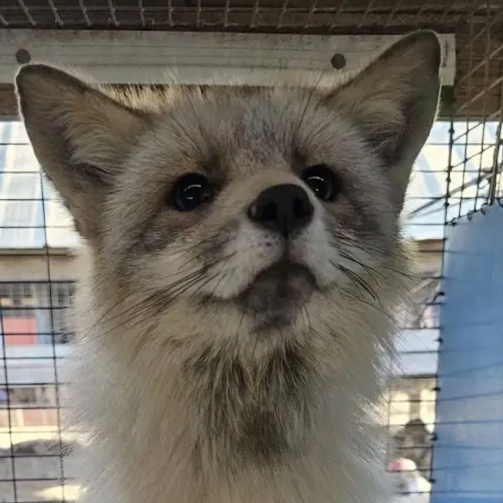 Lumiii ! :D 🦊🫜