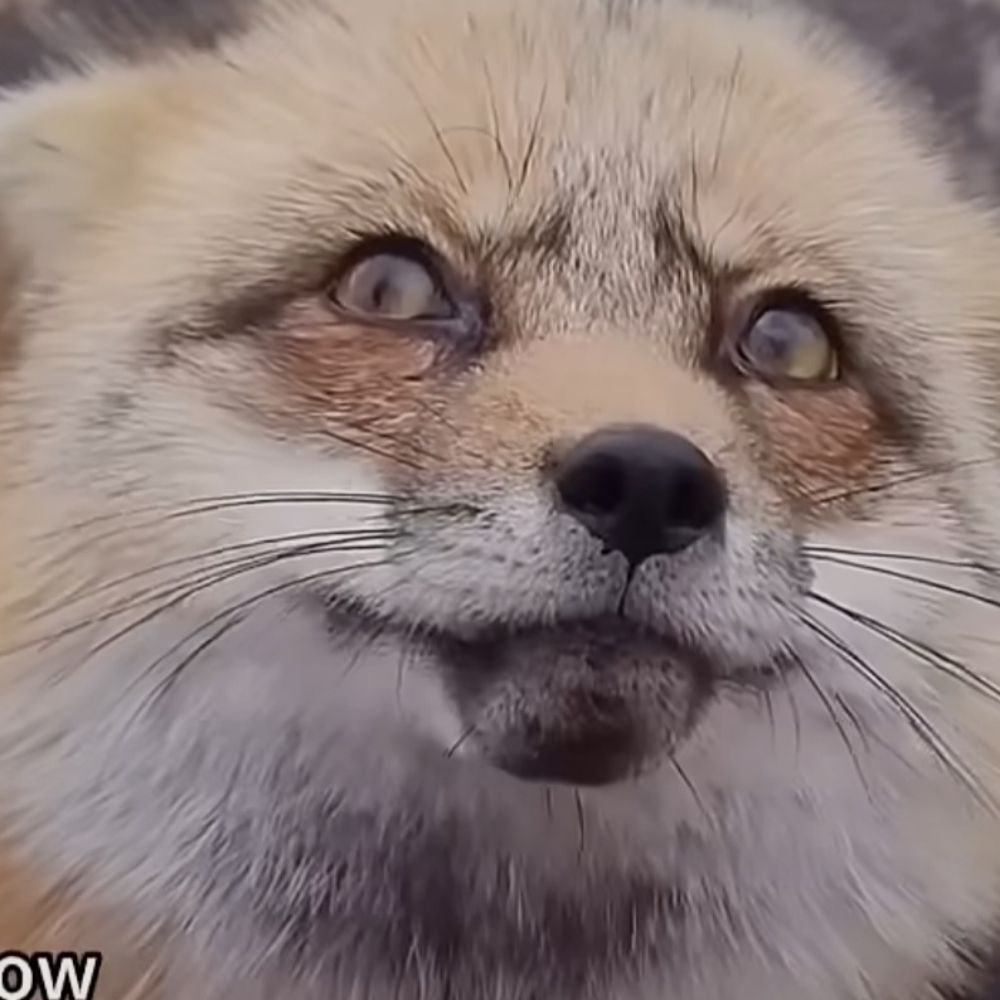 Lumiii ! :D 🦊🍓