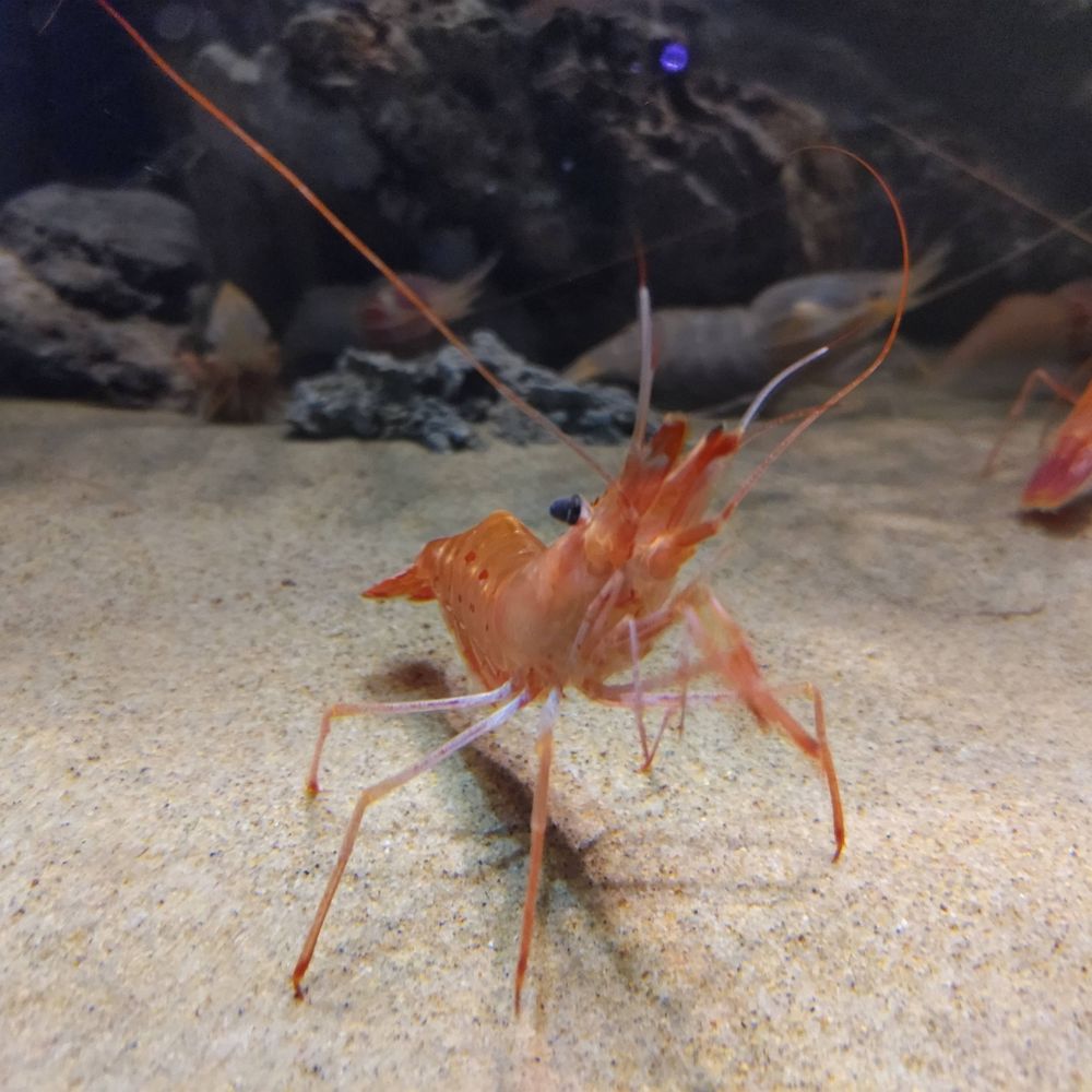 わさび