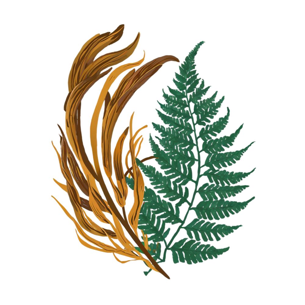 Kelp and Fern