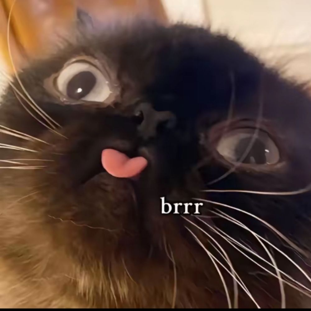 MysterypenguinCat
