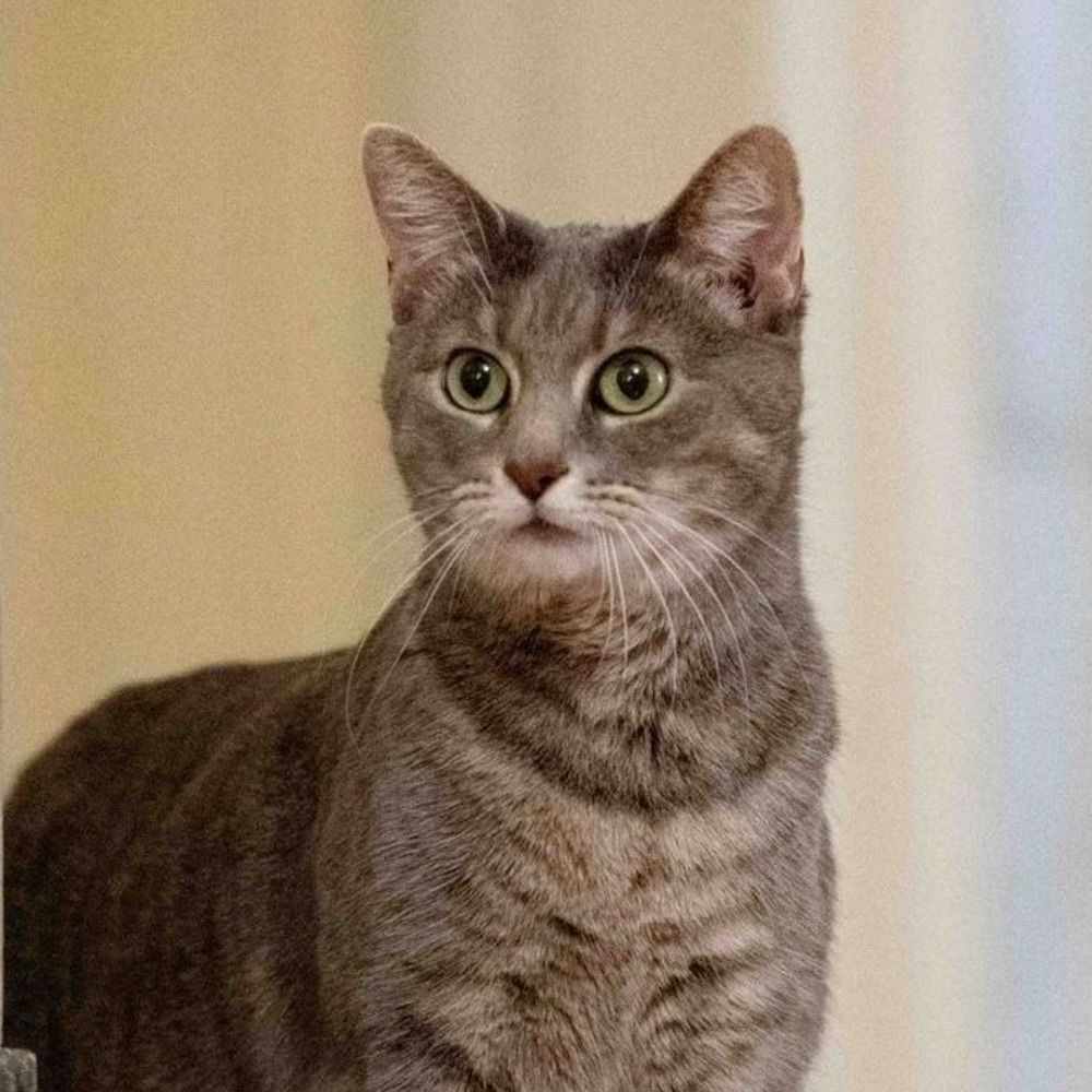 Presidential Cat Enjoyer